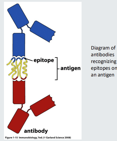 <ul><li><p>Antibodies bind to the surface of <strong>anti<u>gen</u>s</strong>.</p></li><li><p>Binding occurs via the <strong><u>tips </u></strong>of the Y shapes that are highly variable between B cells.</p></li></ul><p>A single <strong>antigen </strong>can have <strong>multiple epitopes </strong>on its surface that can be recognized by antibodies expressed by, or secreted by <strong>different B cells.</strong></p>