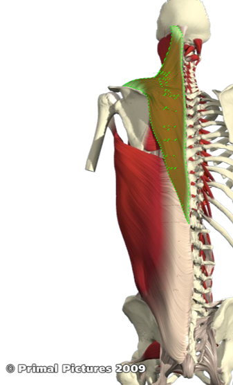 <p>Origin: medial third of the superior nuchal line, the ligamentum nuchae and the lips of the spinous processes and intervening supraspinous ligaments form C7 to T12</p><p>Insertion: superior fibers attach to posterior border of the lateral third of the clavicle. the middle fibers pass horizontally to attach to the crest</p><p>Action: retraction, elevation and depression of scapula, also cervical extension and side flexion</p>