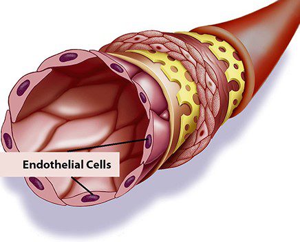 <p>innermost layer blood vessel</p>