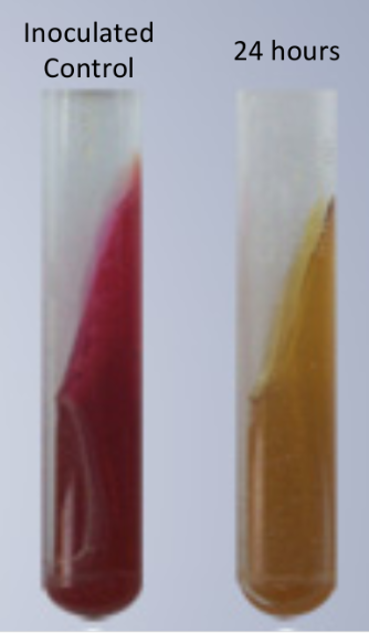 <ul><li><p>Fermentation of glucose also lowers pH and turns the medium yellow throughout</p></li><li><p>Because lactose and sucrose concentration are 10x higher than glucose, greater acid production keeps both the slant and butt yellow</p></li></ul><p></p>