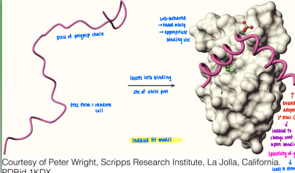 <ul><li><p>free form (random coil) induced to change conf to adopt defined secondary struc upon binding&nbsp;</p></li><li><p>shows plasticity of geometry</p></li><li><p>leads to stronger binding upon fold</p></li></ul><p></p>