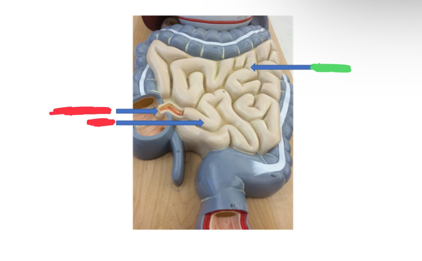 knowt flashcard image