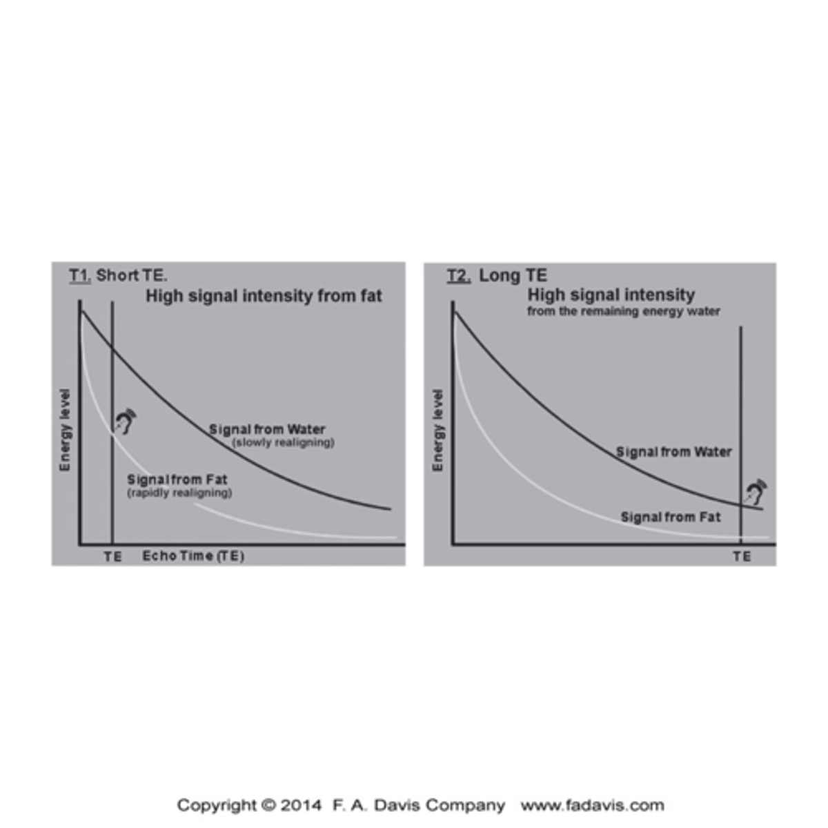 <p>TE is the time in which the echo is captured</p><p>TR is the time at which the RF pulse is repeated to again displace the protons</p>