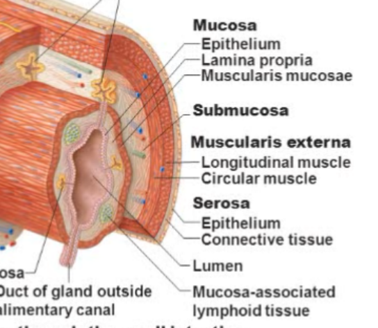 <ul><li><p>Epithelium(avascular)</p><ul><li><p>rich in mucus-secreting (goblet) cells</p></li><li><p>mucus (protects digestive organs from enzymes; eases food passage)</p></li><li><p>may secrete enzymes and hormones (e.g. in stomach and small intestine)</p></li></ul></li><li><p>Lamina Propria(below epithelium)</p><ul><li><p>loose areolar CT</p></li><li><p> capillaries for nourishment/absorption</p></li><li><p>lymphoid follicles (part of MALT)-protection</p></li></ul></li><li><p>Muscularis mucosae</p><ul><li><p>smooth muscle that produces local movements of mucosa</p></li></ul></li></ul><p></p>
