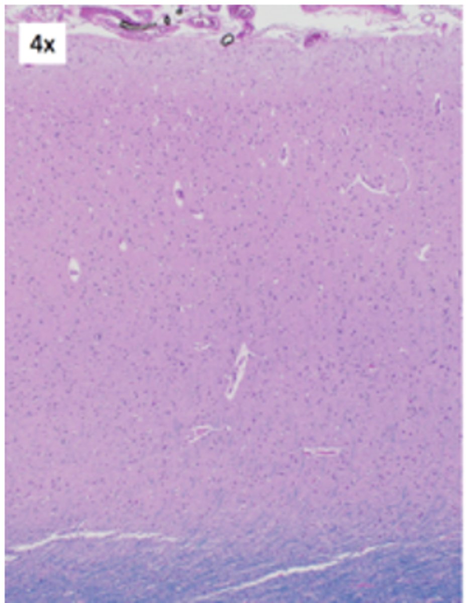 <p>Identify the region of the organ</p>