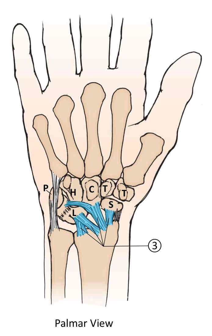 <p>Palmar Ligaments of the Wrist </p>