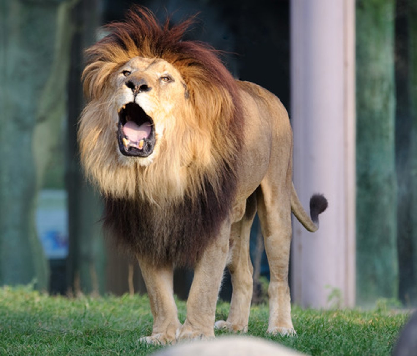 <p>in animals, to cry out or weep in agony / en animales, gritar o llorar de agonía</p>