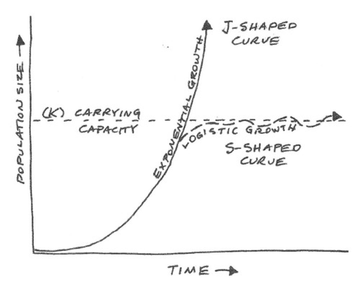 <p>a plot that shows how the initial exponential growth of a population is slowed and finally brought to a standstill by limiting factors; S-shaped curve (diagram 2)</p>