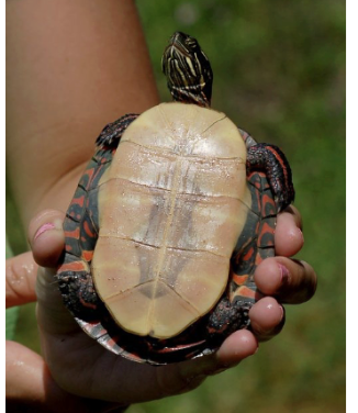 <p>Painted turtle</p>