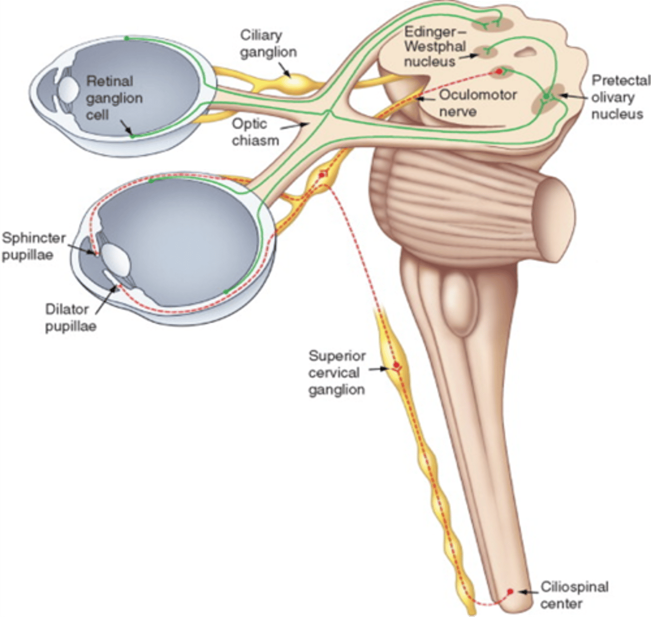 <p>Ciliary muscle</p>
