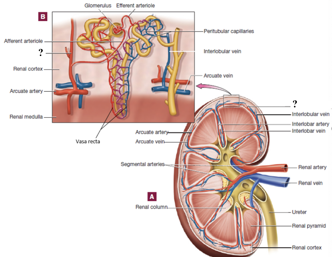 <p>radiate outward in the renal cortex</p>