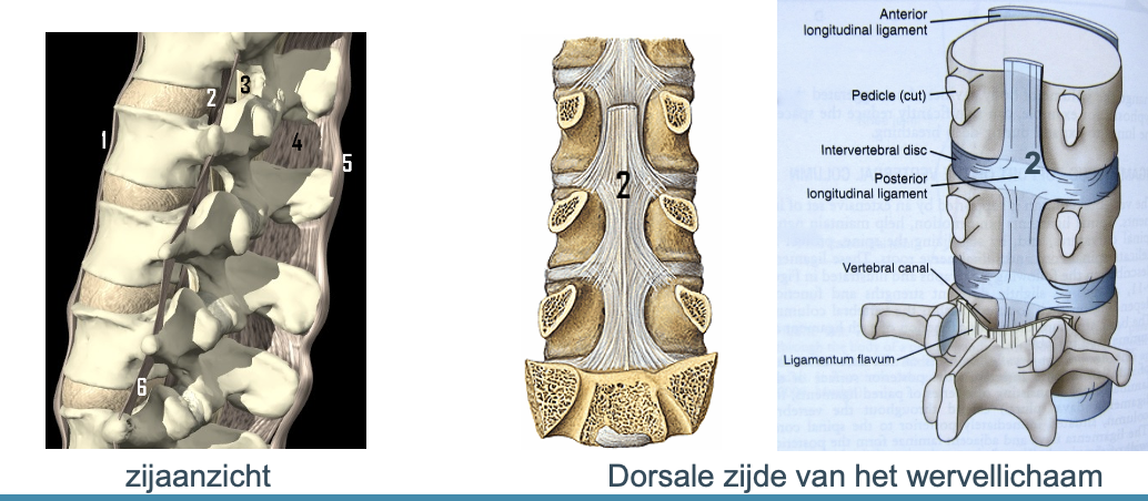 <p><span>Ligamentum longitudinale posterius</span><br><span>→loopt van canalis vertebralis op de achterzijde van de wervellichamen en vast op de tussenwervelschijven</span></p>