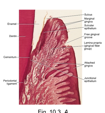 <ul><li><p>thick layer of mostly parakeratinized epithelium that obscures the extensive vascular supply in the lamina propria making the tissue appear opaque and pinkish</p></li><li><p>lamina propria has tall and narrow connective tissue papillae (noted as stippling)</p></li><li><p>no submucosa present</p></li><li><p>directly attached to underlying alveolar process of jaws</p></li></ul><p></p>