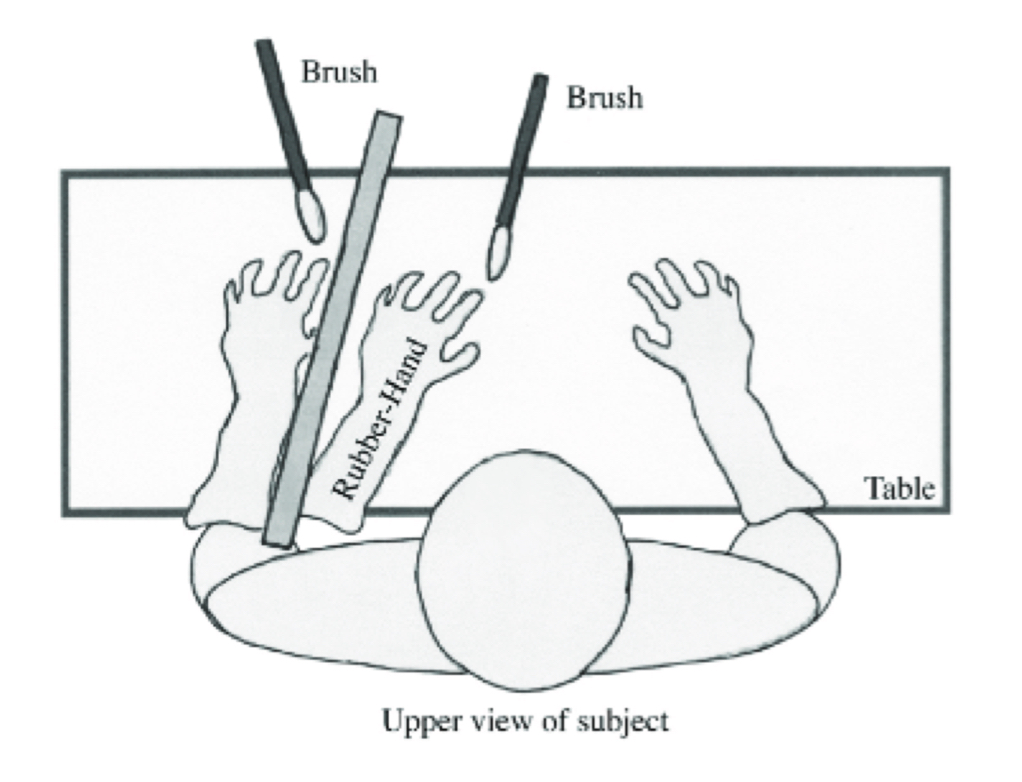 <p>what does the rubber hand illusion cause?</p>