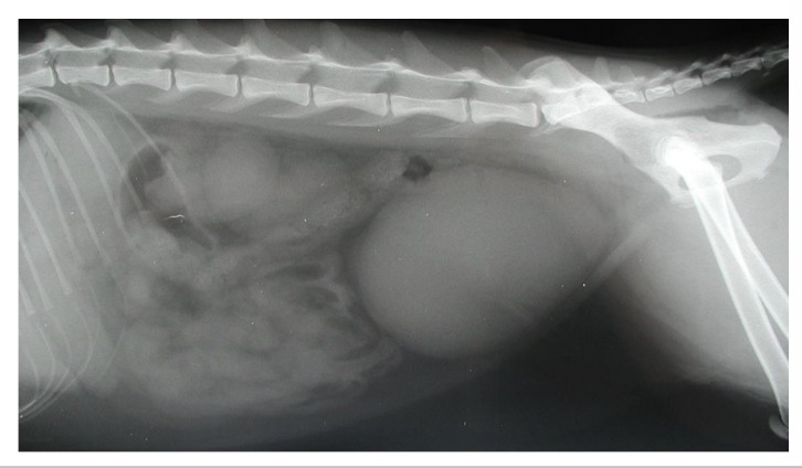 <p>Dist penile urethra - narrows </p>