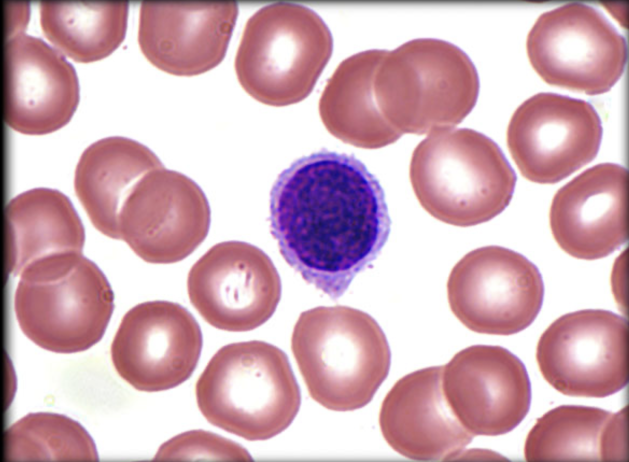 <p>What leukocyte is this?</p>