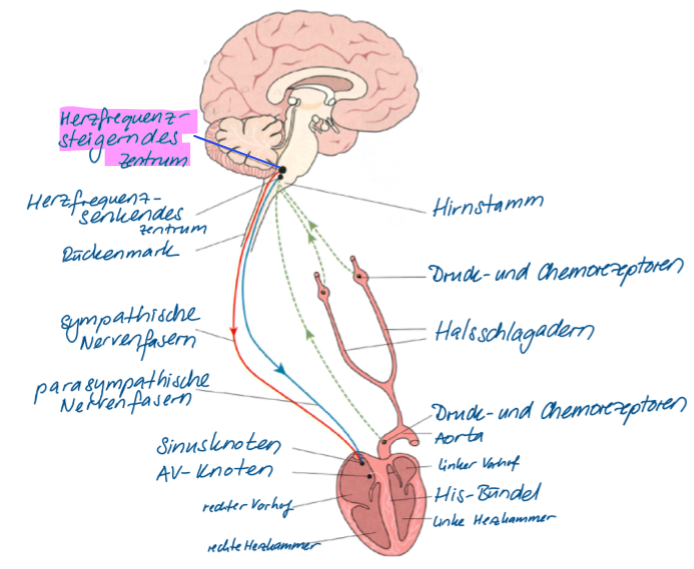 <ul><li><p>wirkt anregen</p></li><li><p>beschleunigt die Herzfrequenz</p></li></ul>