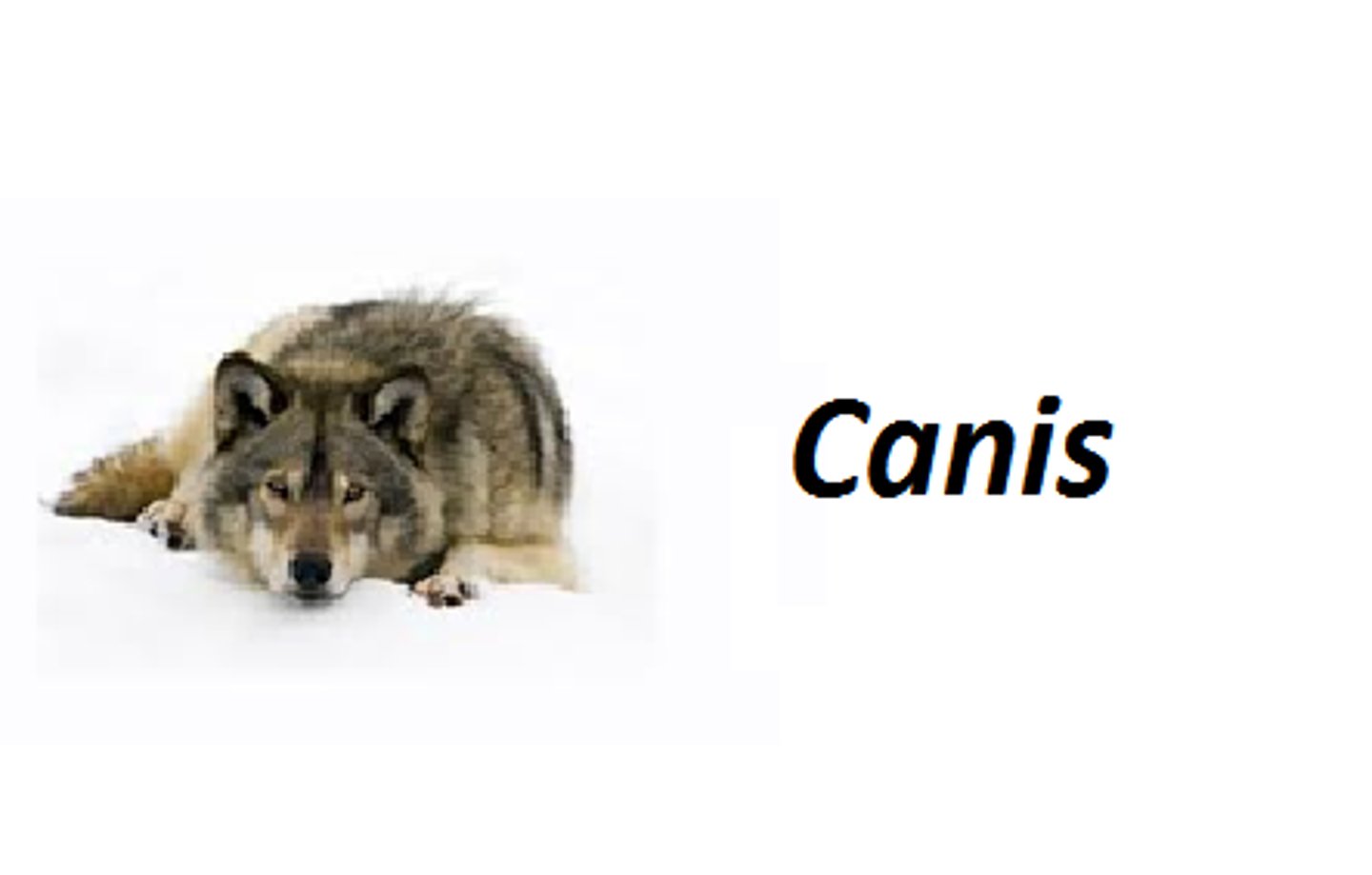 <p>A classification level grouping that consists of a number of similar, closely related species</p>