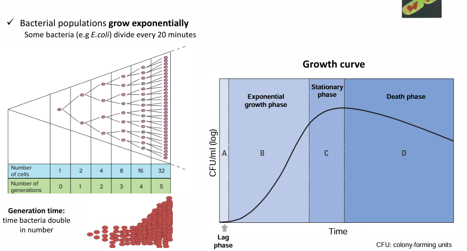 <ol><li><p>Lag phase</p><ol><li><p>Tiempo de adaptación a las nuevas condiciones</p></li></ol></li><li><p>Curva de crecimiento exponencial</p></li><li><p>Fase estacionaria</p><ol><li><p>Cuando se acaban los nutrientes </p></li></ol></li><li><p>Muerte</p></li></ol><p></p>