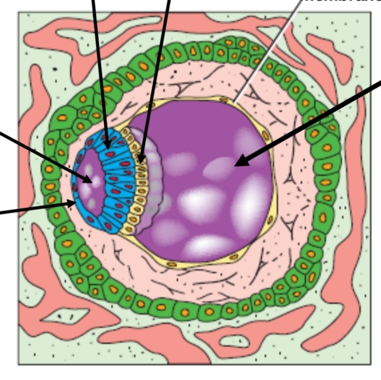 <p>identify the 6 and say the roof and floor of the cavities</p>