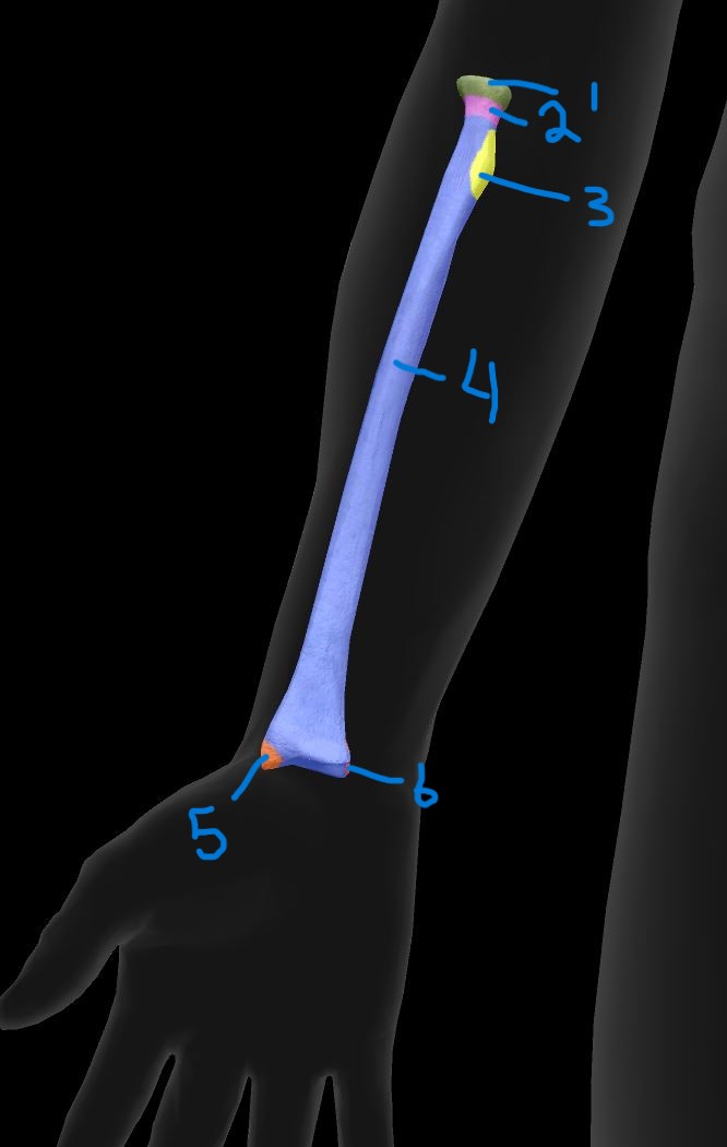 <p>Label radius landmarks 3</p>