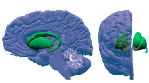<p>The basal ganglia are four interconnected subcortical nuclei, involved in voluntary movement, cognition and emotion</p>