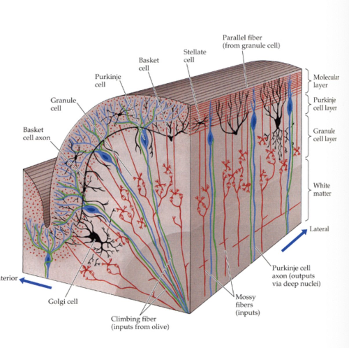 <p>granule cells</p>