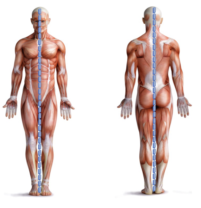 <p>The dotted blue line in this photo is called?</p>