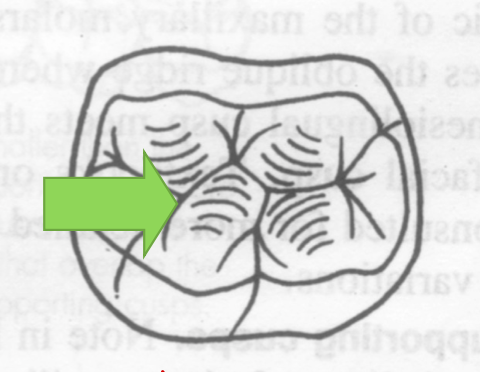 <p>Mandibular first molars have extra long triangular ridges on the _____ causing <strong>deviation of the central groove</strong></p>