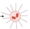 <p>Organelle present in an animal cell that acts as the micro tubule organizing center of the cell.</p>