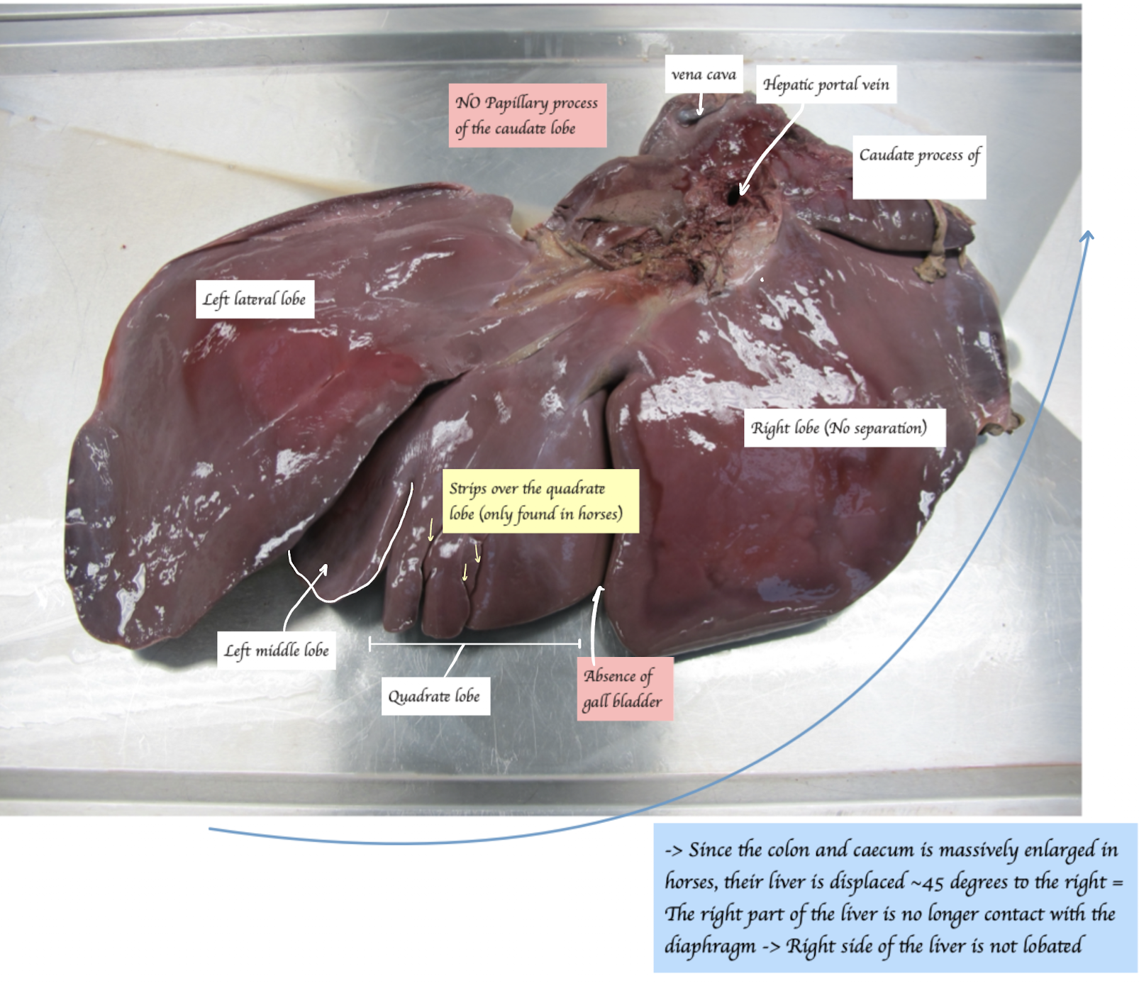 <p>Horses</p><ul><li><p>Only left lobe are separated into medial and lateral lobe </p><ul><li><p>45 degree displaced to the right → Only left lobe comes into contact with the diaphragm </p></li></ul></li><li><p>Difficult to identify left medial lobe and quadrate lobe (Left medial + Quadrate lobe are named as sission’s lobe) </p></li><li><p>Strips in quadrate lobe </p></li><li><p>No papillary process of the caudate lobe </p></li><li><p>No gall bladder </p></li></ul><p></p>
