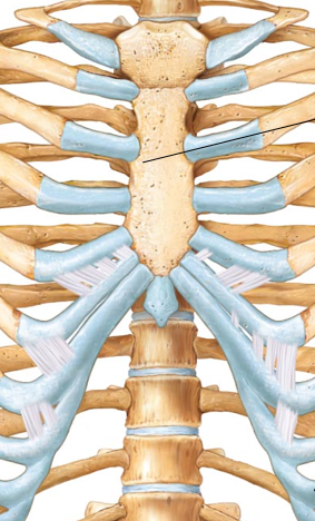 <p>What kind of vertebrae is the arrow pointing to?</p>