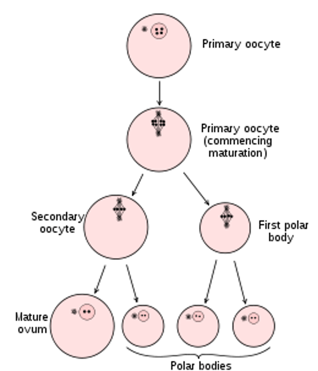 <p>one of the small cells that separates from an oocyte during meiosis, that have little cytoplasm and eventually get discarded</p>