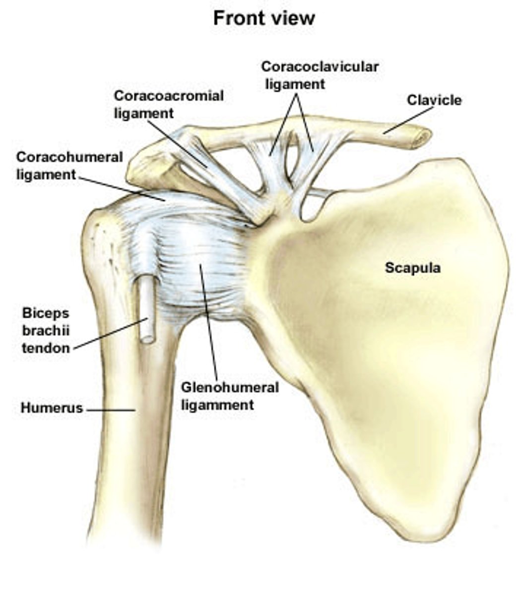 <p>Ligament that reinforces the connection of humerus to scapula</p>