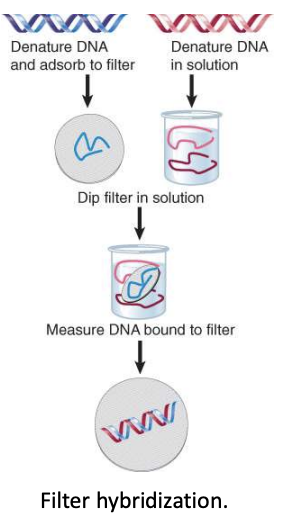 <ul><li><p>ability of two single stranded nucleic acids to hybridize is a measure of their complementarity</p><ul><li><p>can compare 2 genomes to look at overlap</p></li></ul></li></ul>