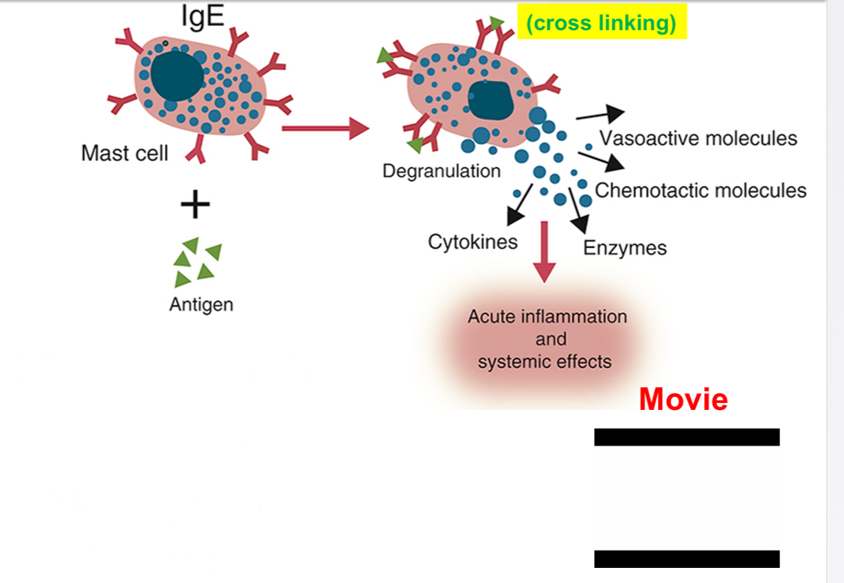 <p><span><span>•Atopy is allergic response in genetically susceptible individuals; atopic dermatitis is very common in dogs (~15 %).</span></span></p><p><span><span>•It is a rapid, IgE antibody- and mast cell-mediated vascular and smooth muscle reaction and inflammation in individuals exposing to foreign antigens to which they have been previously exposed.</span></span></p><p><span><span>•Allergies account for about 20 % of the most frequent disorders of immune system (humans).</span></span></p><p><span><span>•Dogs: ~ 30 % of skin diseases are allergic dermatitis.</span></span></p><p><span><span>•Common allergic reactions: hay fever, food allergies, bronchial asthma and anaphylaxis</span></span></p><p><span><span>•Mast cells are located in the vascularized connective tissues (called, connective tissue mast cells)-present throughout the body; and those found in the submucosal layers of the gut and respiratory tract are called&nbsp; mucosal mast cells.</span></span></p><p></p><p><span><strong><span>Humans:</span></strong></span></p><p><span><span>•7,000 to 20,000 mast cells per cubic millimeter of skin (varies between individuals).</span></span></p><p><span><span>•Mucosal mast cells constitute around 2-3% of all cells within the lamina propria mucosa</span></span></p><p></p>