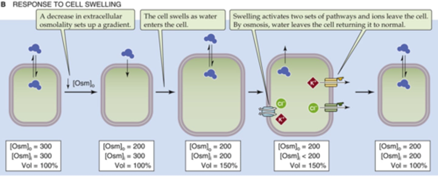 <p>pumps ions out and water will follow</p>