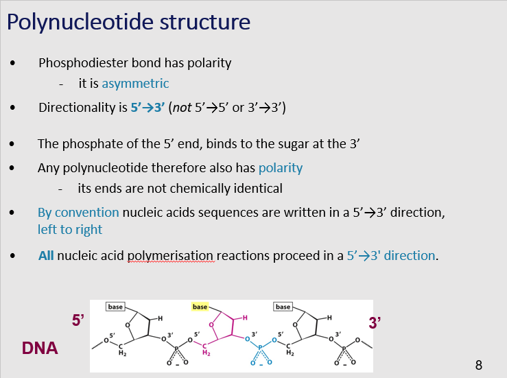 <p>When we say that a polynucleotide has polarity, we mean that its ends are not chemically identical. One end has a 5' phosphate group, and the other end has a 3' hydroxyl group. This polarity is a consequence of the directionality of the phosphodiester bond. </p>
