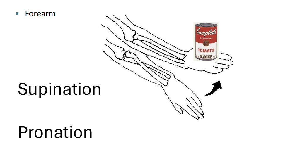<p>Distal end of Radius swings around proximal aspect of radius</p><ul><li><p>rotates in place</p></li></ul><p></p><p></p>