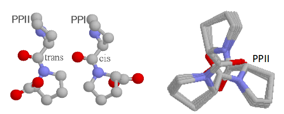 <p>PPII from repeating proline trans amide bonds - 3 residues per turn</p><p>PPI from repeating proline cis amide bonds - rare, generally observed only in organic solvents.</p><p></p>