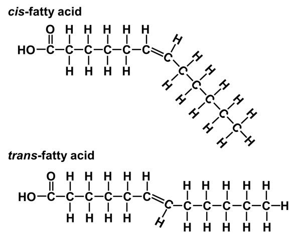 <ul><li><p>cis fat has H on the same chain liquid, making the fat more bent → less dense</p><ul><li><p>liquid </p></li></ul></li><li><p>trans fat has H on opposite chains, meaning it has no bends and kinks </p><ul><li><p>solids, very very unhealthy</p></li></ul></li></ul><p></p>