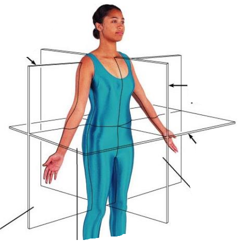 <p>What are the frontal plane, median plane and transverse plane? </p>