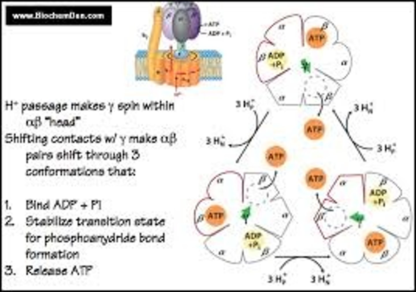 <p>(B) Chemiosmosis</p><p>As H+ passes through via a process known as chemiosmosis (the movement of chemicals from high to low concentration), the axle of ATP synthase spins, resulting in the generation of ATP via the combination of ADP and Pi.</p>