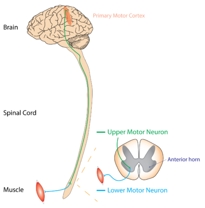 <p>Upper motor synapses from</p>