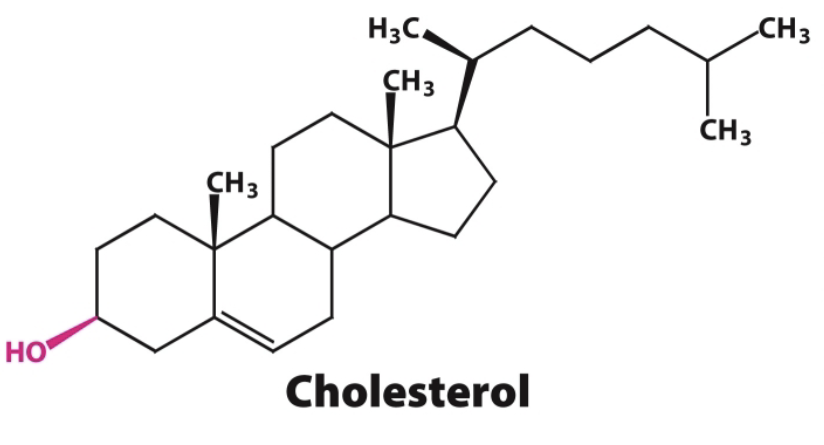 <p>Cholesterol is a steroid built from 4 linked hydrocarbon rings. It contains a hydroxyl group (-OH), and this is its only polar element.</p>