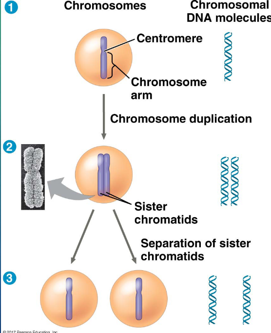 <p>the narrow “waist” of the duplicated chromosome, where the two chromatids are most closely attached</p>