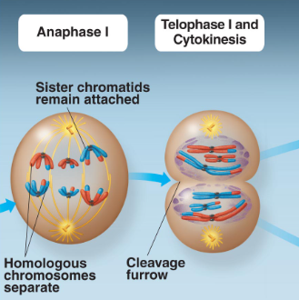 <p>each half of the cell has a haploid set of chromosomes; each chromosome still consists of two sister chromatids</p>