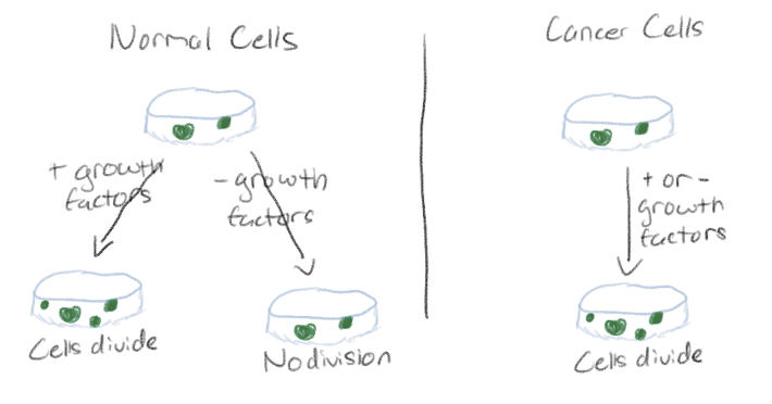 <p>Divide excessibely</p><p>Do not exhibit density-dependent inhibition</p><p>Do not require added growth factors in vitro</p><p>“Immortal” in vitro - (Divide forever outside the body) </p>