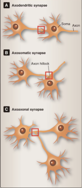 <p>Axon terminals contact another axon.</p><p>These can powerfully modulate neurotransmitter release at the terminal, providing presynaptic control</p>