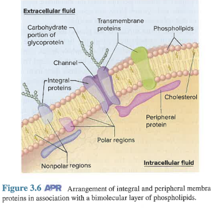 Picture from Vander's Human Physio showing organizations of the aforementioned proteins